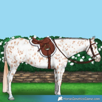 Horse Color:Gold Champagne Appaloosa  and Gold Champagne Splash Appaloosa 