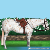 Horse Color:Gold Champagne Near Leopard  and Gold Champagne Splash Near Leopard 