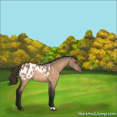 Horse Color:Bay Dun Appaloosa 