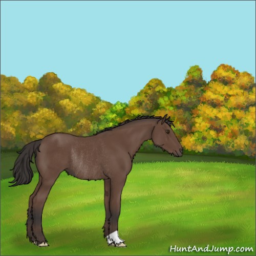 Horse Color:Bay Rabicano 
