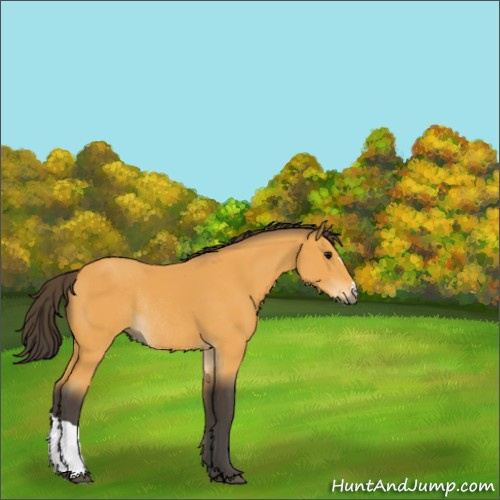 Horse Color:Buckskin Rabicano 