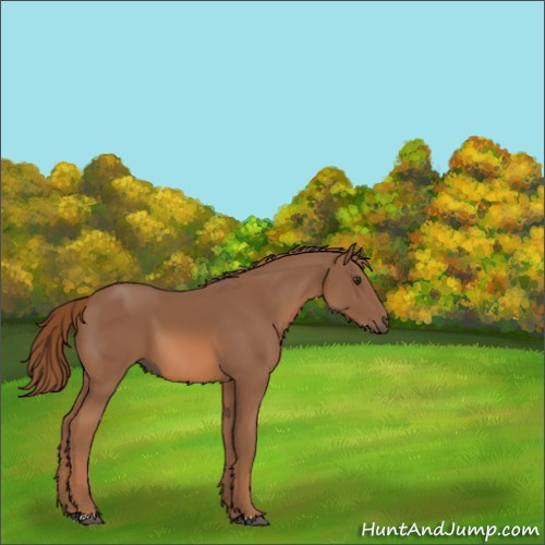 Horse Color:Chestnut 