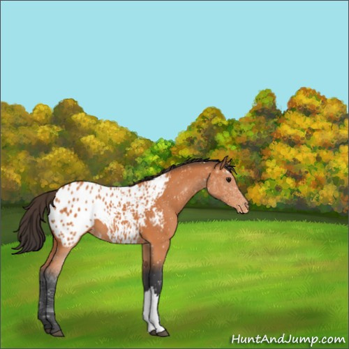 Horse Color:Bay Appaloosa 
