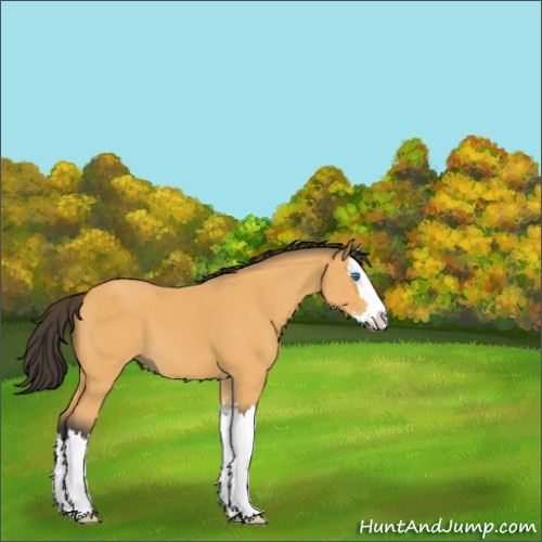 Horse Color:Buckskin Sabino Splash 