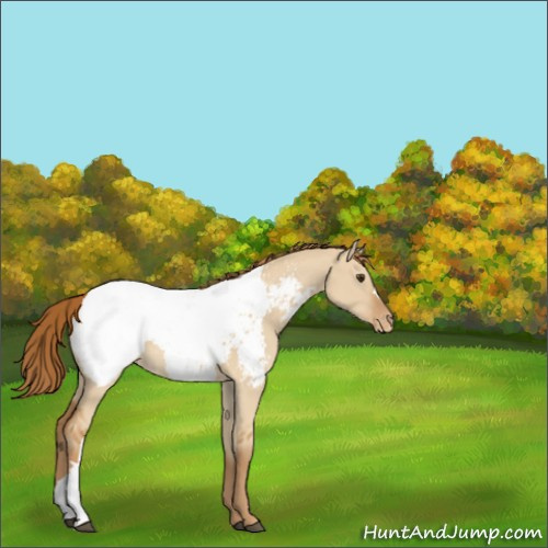 Horse Color:Red Dun Appaloosa 