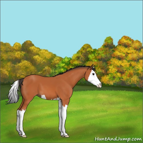 Horse Color:Bay Sabino Splash 