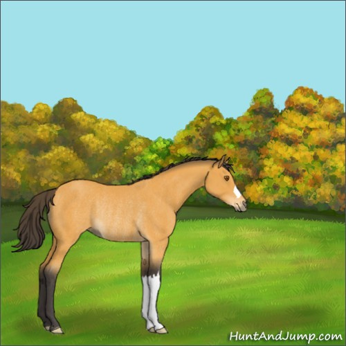 Horse Color:Buckskin Rabicano 