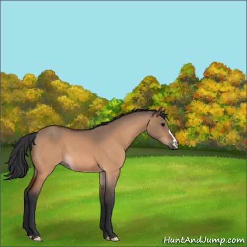 Horse Color:Bay Dun 