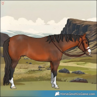 Horse Color:Bay 