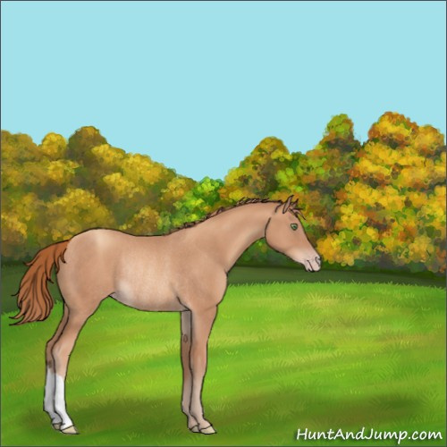 Horse Color:Gold Champagne Rabicano 