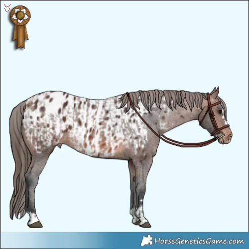 Horse Color:Brown Appaloosa  and Brown Appaloosa 