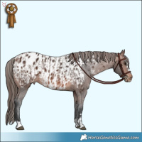 Horse Color:Brown Appaloosa and Brown Appaloosa