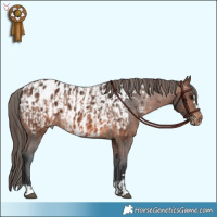 Horse Color:Brown Appaloosa  and Brown Appaloosa 