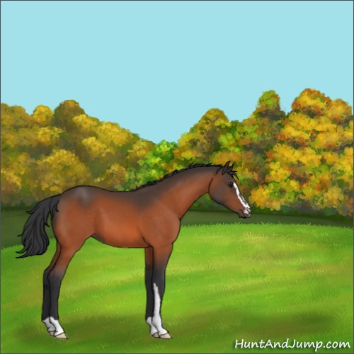 Horse Color:Brown Sabino 