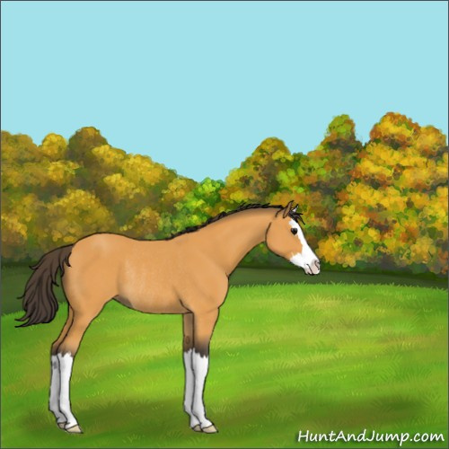 Horse Color:Buckskin Sabino Splash Rabicano 