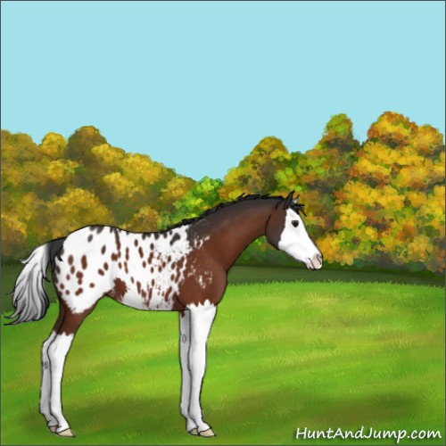 Horse Color:Brown Sabino Splash Appaloosa 