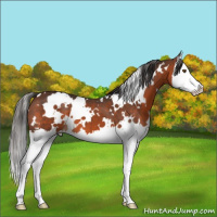 Horse Color:White Spotted Brown Splash