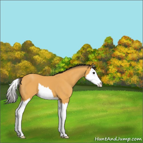 Horse Color:Buckskin Splash 