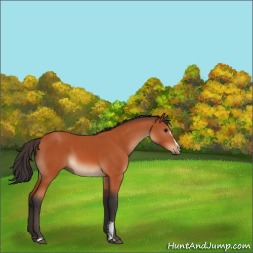 Horse Color:Bay Sabino 