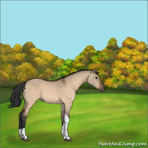 Horse Color:Bay Dun Tobiano 