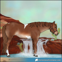 Horse Color:Chestnut Tobiano