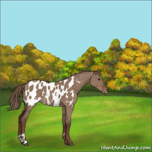 Horse Color:White Spotted Liver Red Dun Appaloosa 