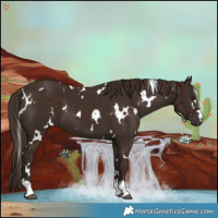 Horse Color:White Spotted Liver Chestnut 