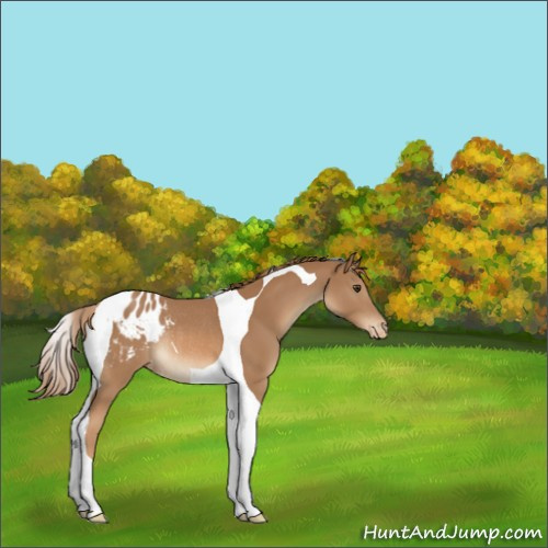 Horse Color:Chestnut Tobiano Blanket Rabicano 