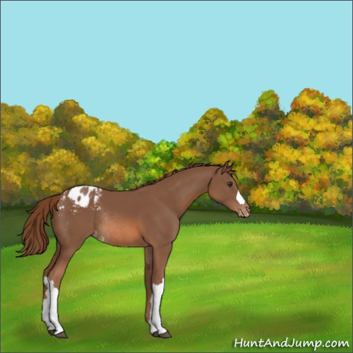 Horse Color:Chestnut Appaloosa Rabicano 