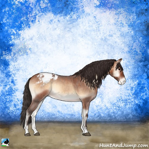 Horse Color:Bay Roan Onyx Appaloosa 