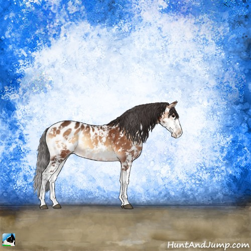 Horse Color:Brown Onyx Sabino Appaloosa 