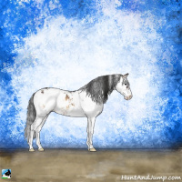 Horse Color:Brown Onyx Sabino Appaloosa 