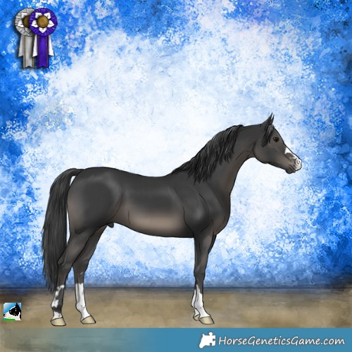 Horse Color:Black 