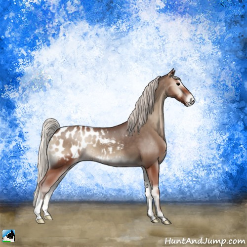 Horse Color:Silver Blue Onyx Appaloosa 