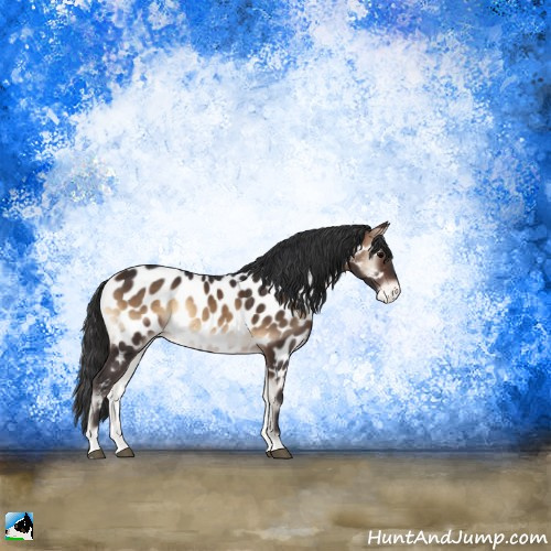Horse Color:Brown Onyx Sabino Appaloosa 