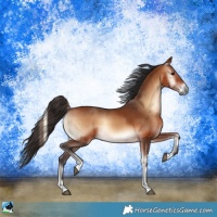 Horse Color:Bay Onyx 
