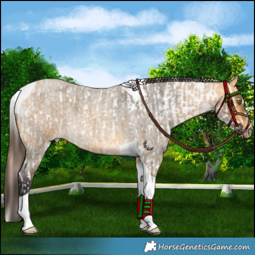 Horse Color:Classic Champagne Roan Dun Sabino Frame Appaloosa  and Buckskin Roan Tobiano Rabicano 