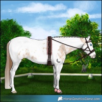 Horse Color:Bay Dun Sabino Splash Tobiano Appaloosa