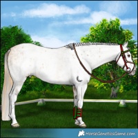 Horse Color:Buckskin Dun Sabino Splash Blanket and Gray Buckskin Dun Sabino Splash