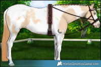Horse Color:Gold Champagne Dun Tobiano Frame