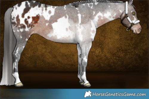 Horse Color:White Spotted Brown Appaloosa 