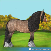 Horse Color:Brown Dun  and Brown Dun 