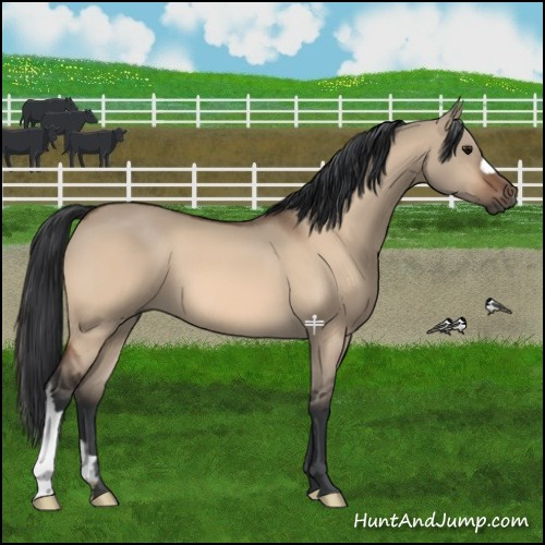 Horse Color:Bay Dun 