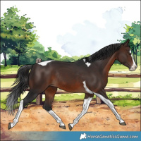Horse Color:Brown Splash Tobiano Rabicano 