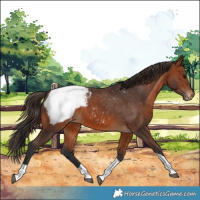 Horse Color:Bay Tobiano Appaloosa 