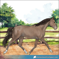 Horse Color:Classic Champagne Rabicano 