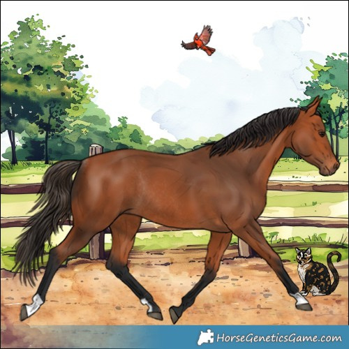 Horse Color:Bay Rabicano 