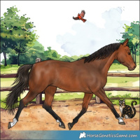 Horse Color:Bay Rabicano 