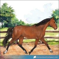 Horse Color:Bay Rabicano 