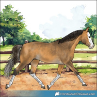 Horse Color:Buckskin Splash Rabicano 